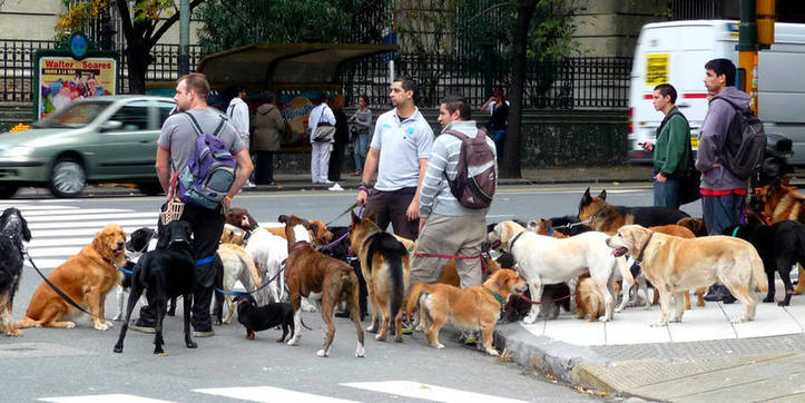 Crean el primer sindicato de paseadores de perros del país InfoBaires24