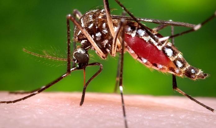 Photo of El Ministerio de Salud confirmó un caso importado de zika en la Argentina