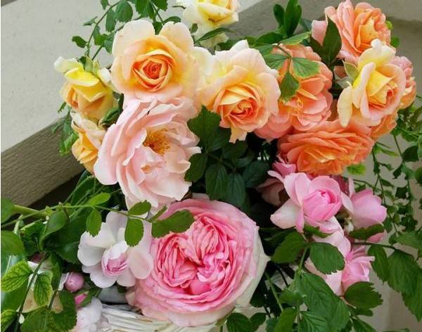 Photo of Balcarce: Muestra de rosas e inauguración de la rosadela