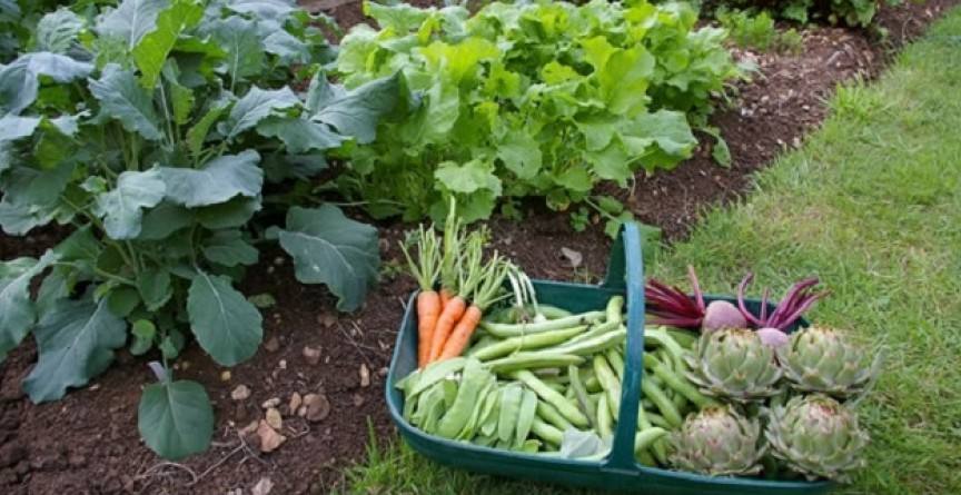 Photo of Campana: Curso Prohuerta y entrega de semillas