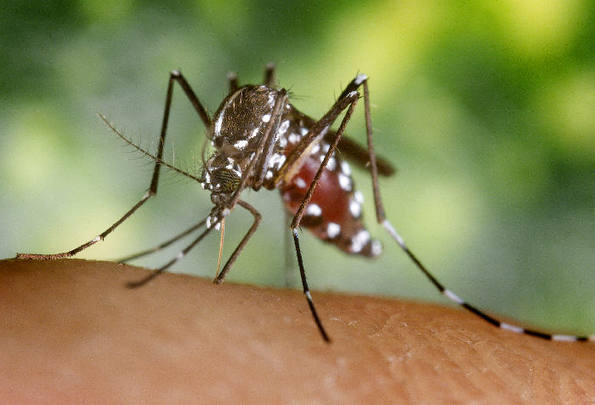 Photo of Proyecto para la creación del “Programa de prevención contra el Dengue”