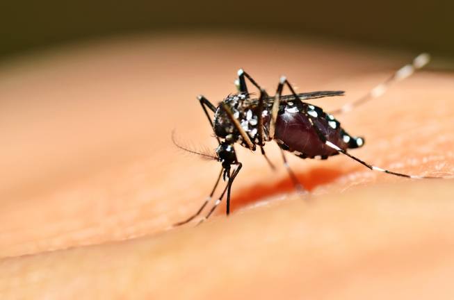 Photo of Solo en Capital Federal se registran más de mil casos de dengue