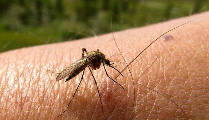 Photo of Hay más de 20 mil casos de dengue en el país