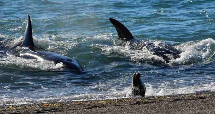 Photo of Comienzan a llegar las orcas a Punta Norte