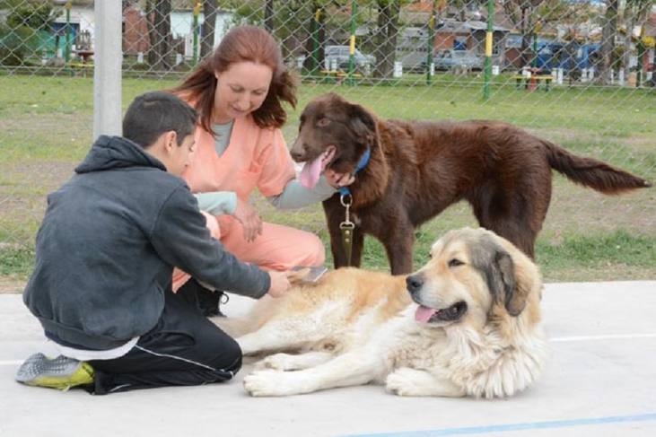 Photo of Ituzaingó: El Servicio Municipal de Zooterapia recibe siete nuevos perros por parte de la AFIP