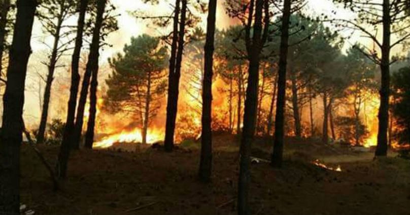 Photo of Incendio en los bosques de la Costa Atlántica: Bergman llama a rezar