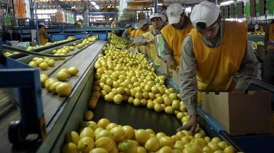 Photo of Trump suspendió la importación de limones argentinos por 60 días