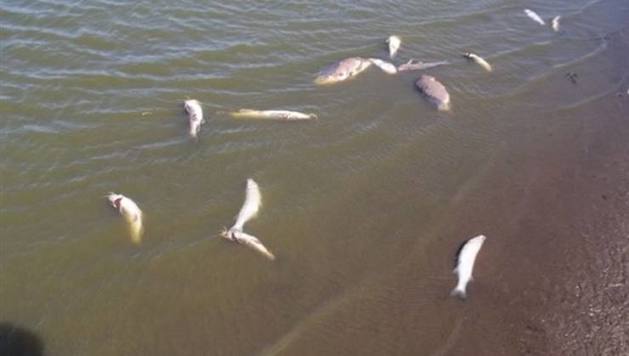 Photo of Se detectó mortandad de aves y peces en la laguna La Salada