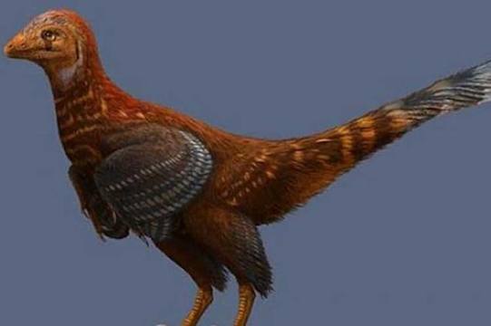 Photo of Descubren nueva especie de dinosaurio con plumas asimétricas