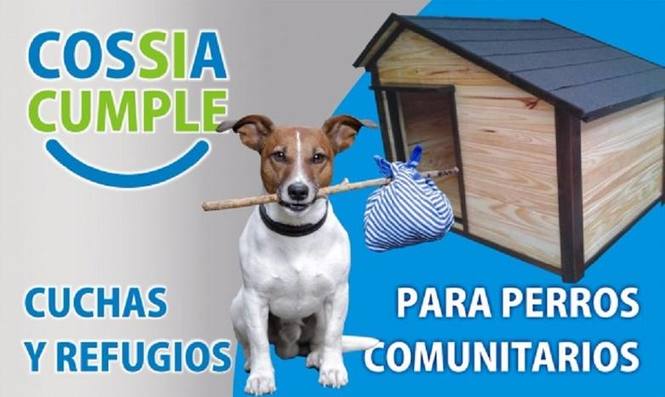 Photo of Rosario, la ciudad pionera en refugios para perros