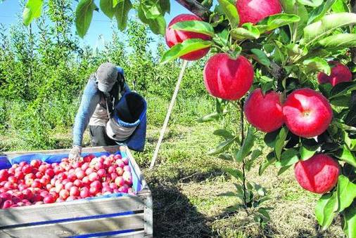 Photo of Preocupación de productores rionegrinos por las fuertes importaciones de manzanas