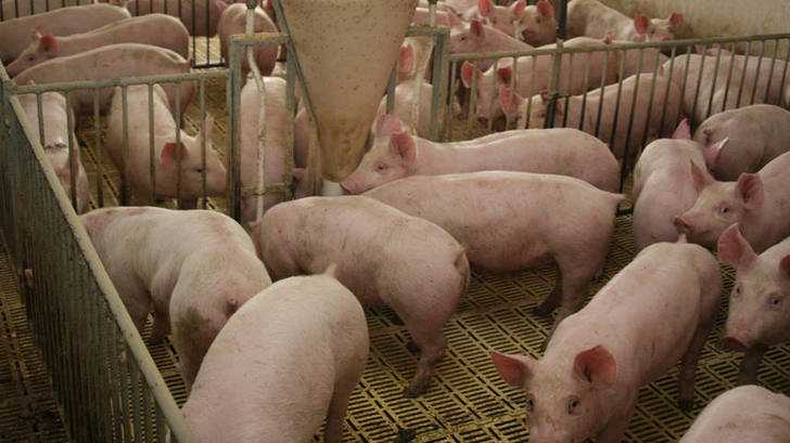 Photo of Otro golpe al mercado interno: Luego de 25 años Argentina importará carne de cerdo desde EEUU