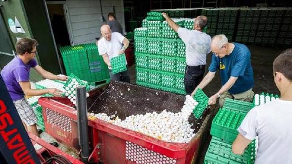 Photo of Alerta en Europa por millones de huevos contaminados con pesticida