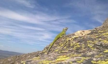 Photo of En peligro de extinción: declaran “Monumento Natural” a dos reptiles nativos