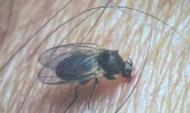 Photo of La Provincia interviene para profundizar el combate al barigüí