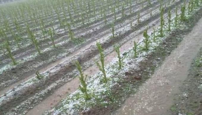 Photo of Tras un fuerte temporal de granizo se agrava la crisis agraria en Salta