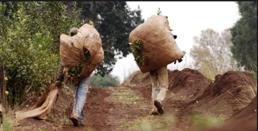 Photo of Los pueblos originarios demandarán al Estado por el trabajo esclavo en la tarefa de Misiones