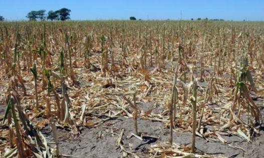 Photo of El noroeste bonaerense afronta una de las sequías más severas de los últimos 44 años