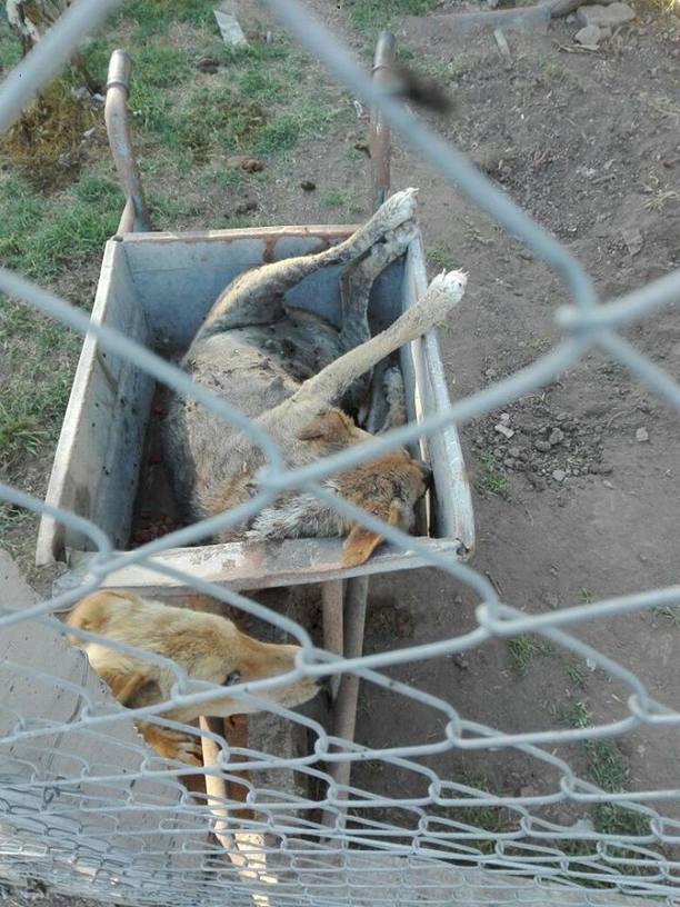 Photo of Denuncian por maltrato animal al intendente de San Andrés de Giles