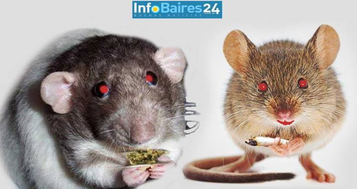 Photo of «Se la comieron los ratones»: desaparece media tonelada de marihuana y policías acusan a roedores