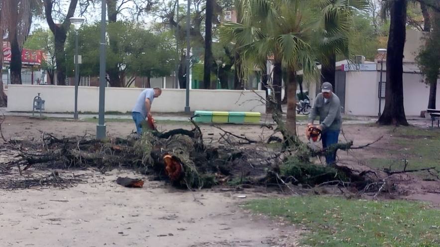 Photo of Tormenta en Resistencia: cuadrillas municipales trabajan tras la caída de árboles y ramas