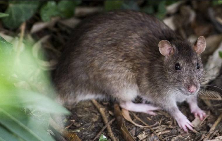 Photo of Municipio advierte qué hacer en caso de síntomas de hantavirus y cómo evitar el contagio