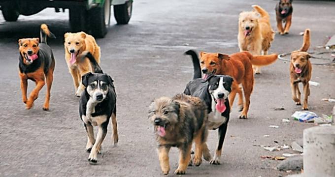 Photo of El método cruel que utilizará Tierra del Fuego para matar perros salvajes