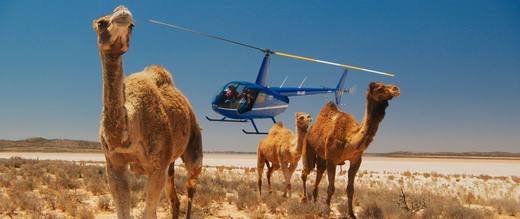 Photo of Depredación neoliberal: En Australia, el mercado masacra camellos y elimina otras especies