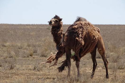 Photo of Dramática derivación de la sequía: Matarán en Australia a unos diez mil camellos salvajes 