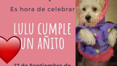 Photo of Insólito: cumpleaños de un perro termina en escándalo en Córdoba