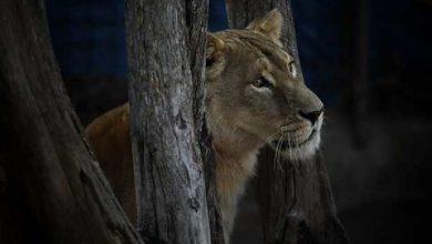 Photo of Rescatan un tigre de bengala y una leona tras un allanamiento en Santa Fe