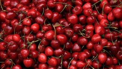 Photo of Cancillería impulsa exportación de cerezas y arándanos a Qatar, Emiratos Árabes y Arabia Saudita