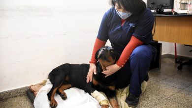Photo of Zoonosis Brown salvó a «negrita», una perrito de Glew lastimada por su dueño