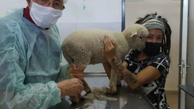 Photo of El Hospital Municipal de Zoonosis no solo salva vidas de perros y gatos