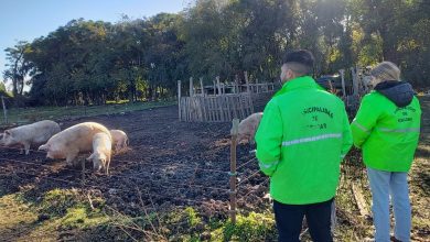 Photo of La Municipalidad de Escobar clausuró un criadero clandestino de cerdos en Matheu
