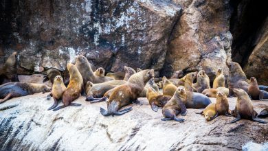 Photo of Antártida: científicos alertan por el rastro contaminante en las focas