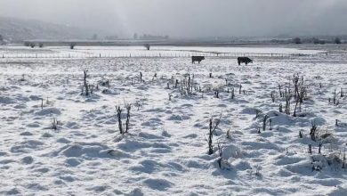 Photo of Alerta Amarillo por nevadas en cuatro provincias