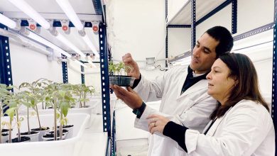Photo of Científicos del CONICET investigan crear una cerveza saludable