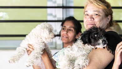 Photo of ZOONOSIS BROWN DESEMBARCA EN MALVINAS ARGENTINAS CON UN OPERATIVO DE CASTRACIÓN GRATUITA