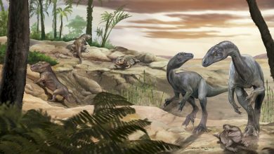 Photo of Descubrieron en La Rioja uno de los dinosaurios más antiguos de la historia