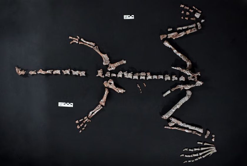 Huesos de Huayracursor jaguensis/CONICET/UNLP/MACN 