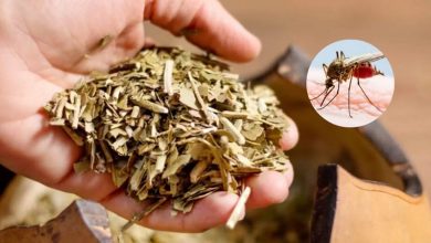 Photo of YERBAMATE CONTRA EL DENGUE
