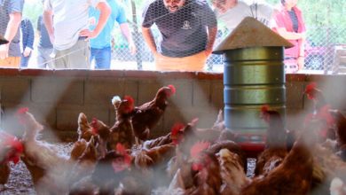 Photo of En Córdoba crece «Libreincu», una incubadora avícola para la agricultura familiar