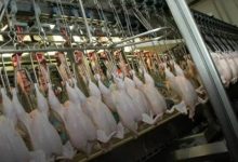 Photo of GRANJA TRES ARROYOS, en CRISIS: SUELDOS en CUOTAS y 700 TRABAJADORES en PELIGRO