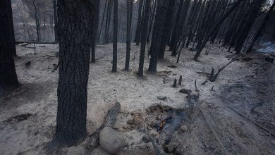 Photo of Ecocidio anunciado en Chubut: 21.000 hectáreas arrasadas por el fuego
