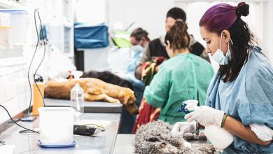 Photo of AL SERVICIO DE ZOONOSIS BROWN, EL MUNICIPIO LE SUMÓ UN ACUERDO CON LAS VETERINARIAS