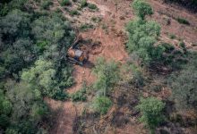 Photo of GREENPEACE DENUNCIA QUE AUMENTÓ UN 40% LA PÉRDIDA DE BOSQUES EN EL NORTE