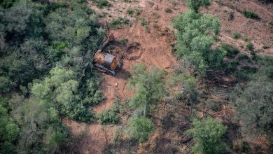 Photo of GREENPEACE DENUNCIA QUE AUMENTÓ UN 40% LA PÉRDIDA DE BOSQUES EN EL NORTE