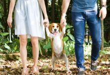 Photo of ¿HIJOS O PERROS? LA PREGUNTA INCÓMODA QUE DEFINE A LA ARGENTINA ACTUAL.