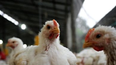 Photo of NACIÓN: ALERTA DE GRIPE AVIAR EN EL PAÍS